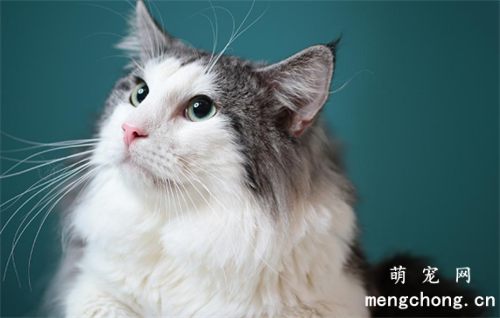 如何给宠物猫面部进行美容？