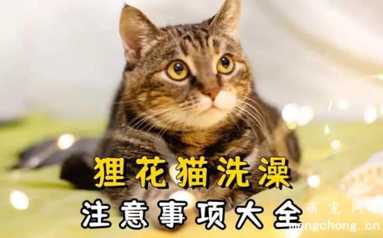 如何给狸花猫护理洗澡和修剪脚爪？