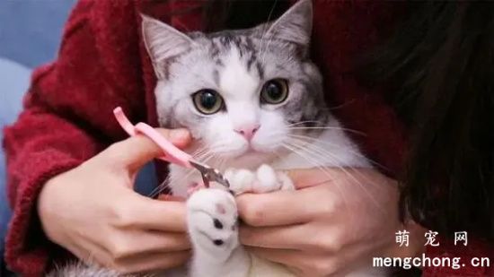 给猫咪修甲全攻略
