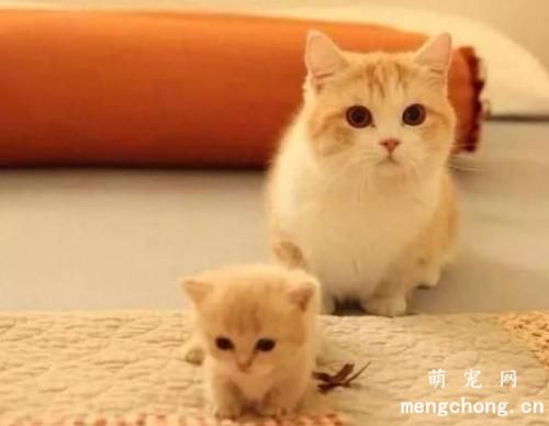 如何给猫咪安全地打疫苗？