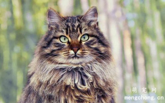 如何给猫咪换药？给宠物猫换药的步骤