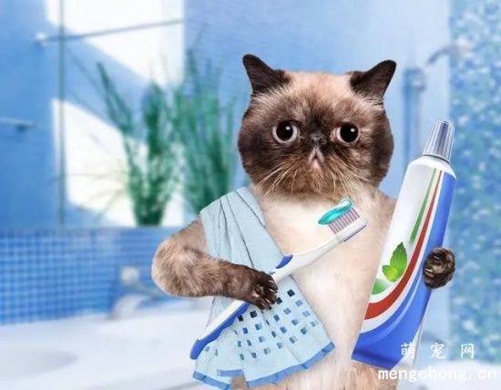 如何给猫猫进行口腔护理