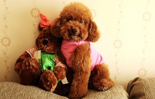 如何给贵宾犬修剪毛发?(图1) 如何给贵宾犬修剪毛发?