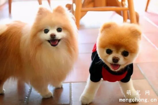 如何让胆小博美犬胆子变大？