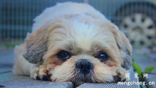 如何让西施犬更漂亮 快来试试