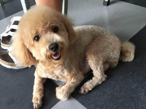 如何让贵宾犬变的漂亮
