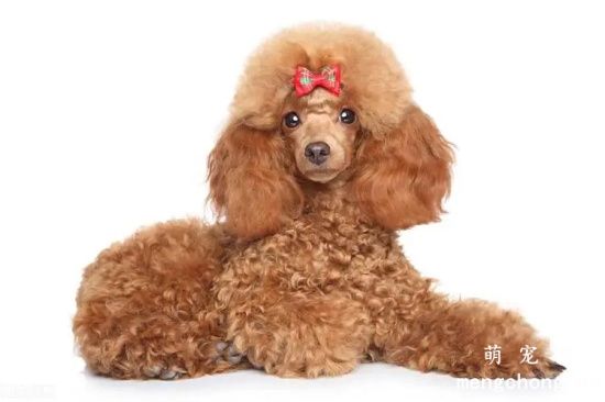 如何让贵宾犬时刻跟随主人