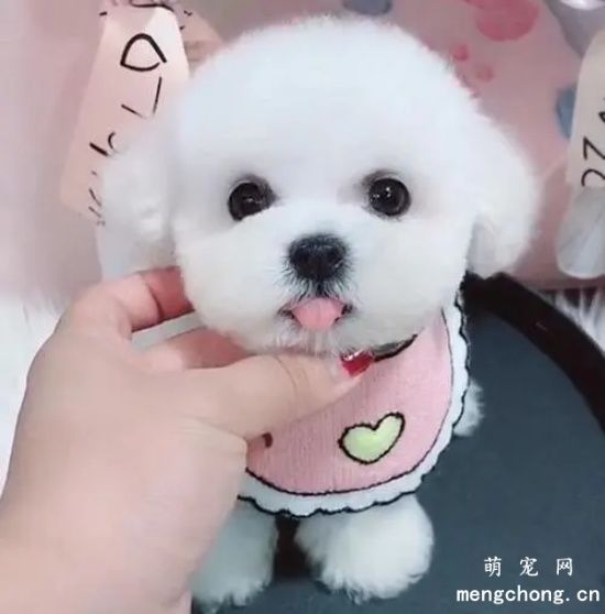 如何训练可爱的成年比熊犬，看完你一定了解