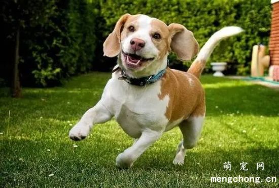 如何训练比格犬看家？