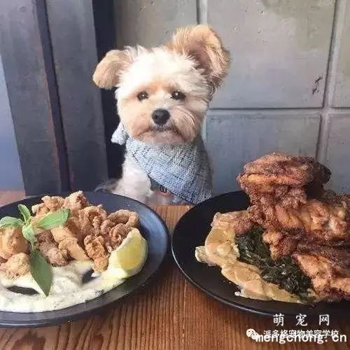 如何训练狗吃东西慢慢吃？