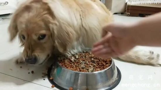 如何训练狗狗护食的坏习惯？