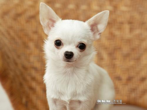 如何训练狗狗礼貌的迎接客人