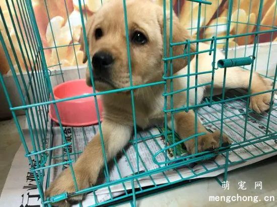 如何训练狗狗进笼不乱叫？