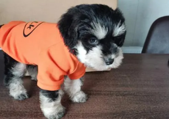 如何训练雪纳瑞犬比较好养