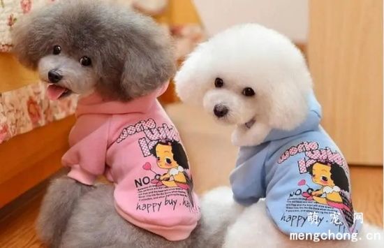 如何购买泰迪犬？
