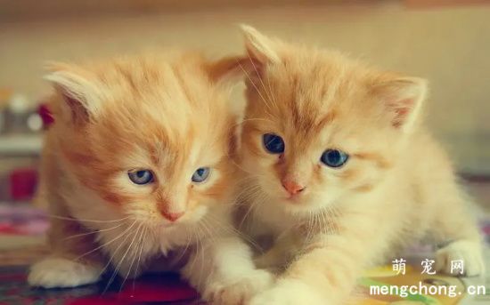 如何辨别宠物猫是纯种猫还是混种猫呢？