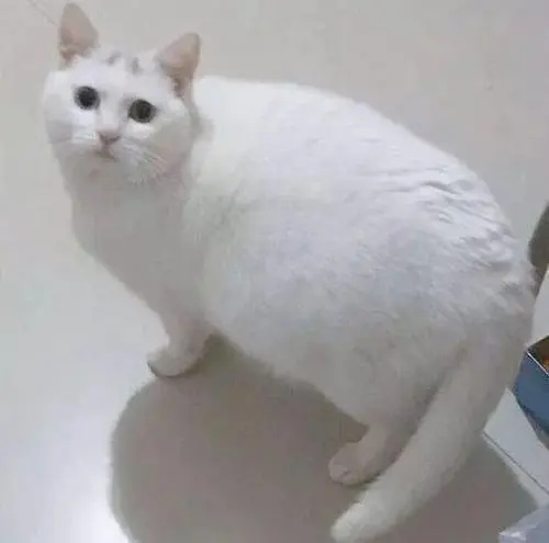 如何辨别猫咪是否怀孕