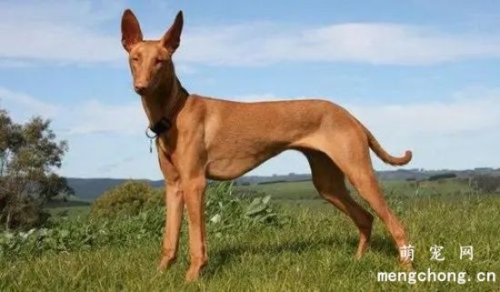 如何选购法老王猎犬