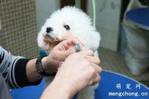 如何除去狗狗身体的三种臭味？