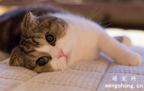 如何预防宠物猫疾病的发生呢？