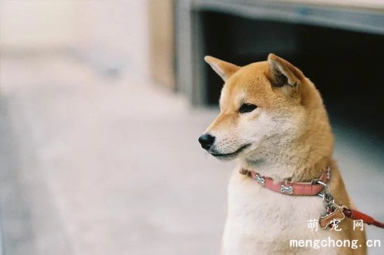 如何预防柴犬常见皮肤病?