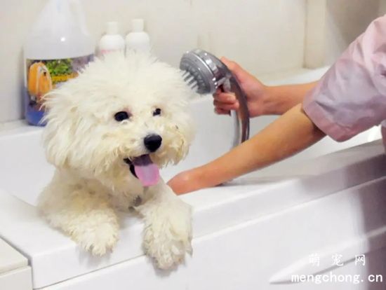 如何预防治疗狂犬病?