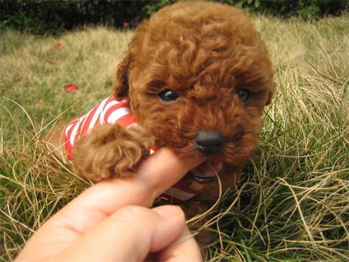 如何预防贵宾犬受凉感冒