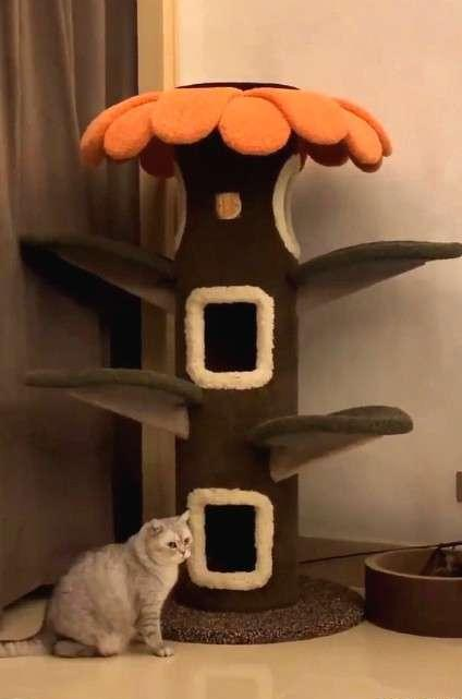 如此喂食不是爱猫是害猫,三分之一猫咪受害!钟南山也不这样喂(图3) 如此喂食不是爱猫是害猫,三分之一猫咪受害!钟南山也不这样喂(图3)