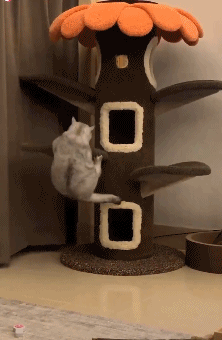 如此喂食不是爱猫是害猫,三分之一猫咪受害!钟南山也不这样喂(图4) 如此喂食不是爱猫是害猫,三分之一猫咪受害!钟南山也不这样喂(图4)