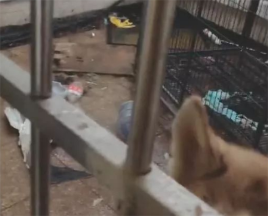 妹子回家看到二哈直接崩溃：我就出门一会你都干啥了 