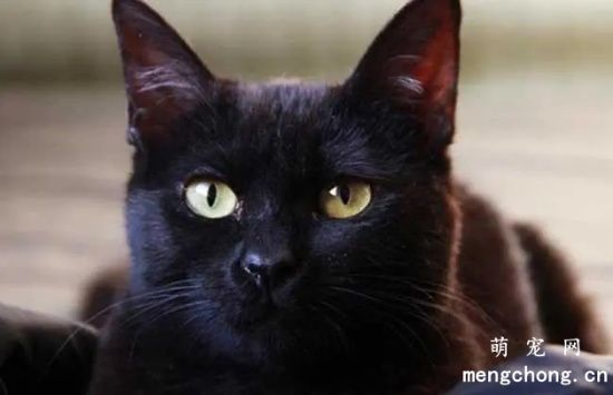孟买猫价格是多少 孟买猫多少钱一只