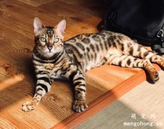 孟加拉豹猫总是拉肚子该怎么调理？
