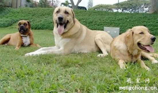 安娜图牧羊犬简介
