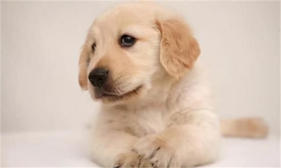 宠物主的噩梦“犬细小”该如何防范？