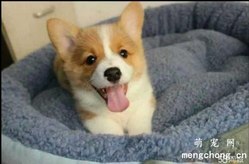 宠物犬如何科学补钙?