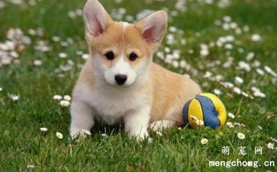 宠物犬常见的四种寄生虫病