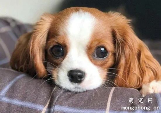 宠物犬常见的四种寄生虫病