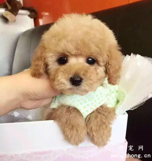 宠物犬病大全-犬巴贝斯虫病