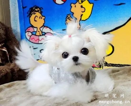 宠物犬病大全-犬旋毛虫病