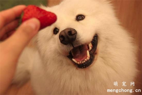 宠物犬病大全-犬鞭虫病