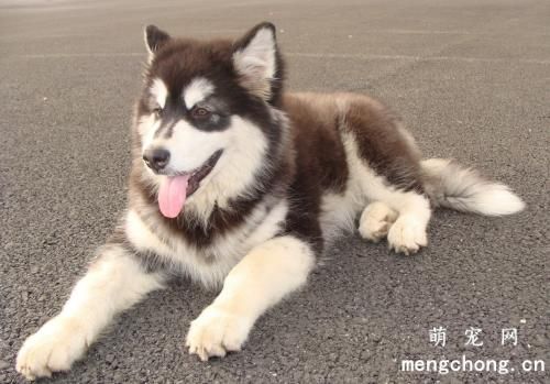 宠物犬病大全-诺卡氏菌病