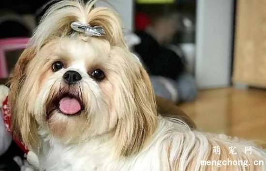 宠物犬细小和感冒该怎么办