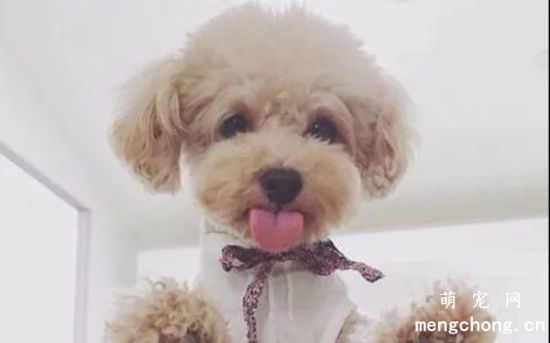 宠物狗狗的标准美容程序