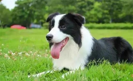 宠物狗边境牧羊犬适合上班族吗