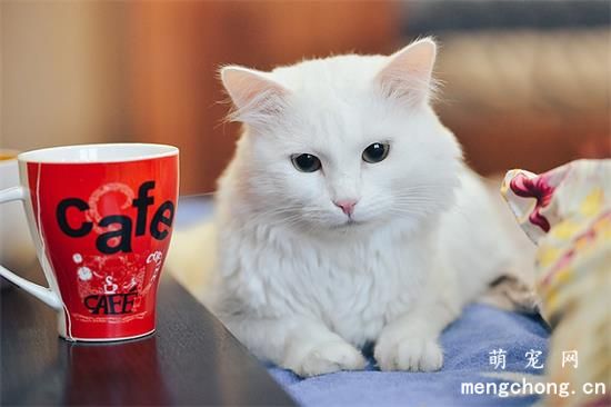 宠物猫丝虫病的症状及治疗方法