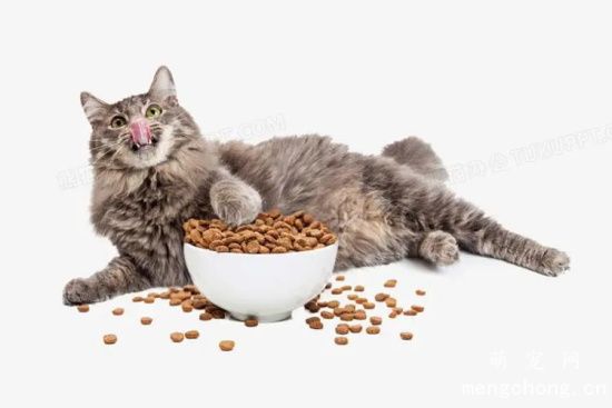 宠物猫中毒有哪些症状？如何预防猫咪药物中毒