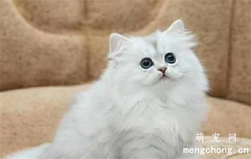 宠物猫体外驱虫的方法？滴剂、喷剂使用方法