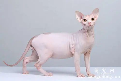 宠物猫关节疾病的X射线检查关节疾病