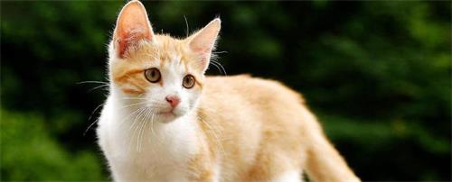 宠物猫发情的表现有哪些？