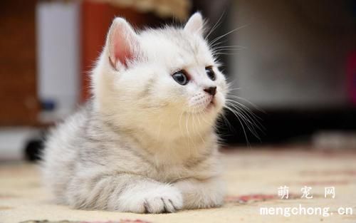 宠物猫发生肠胃病的一些治疗误区需避免